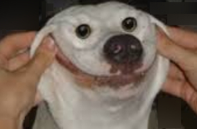 ImaDog